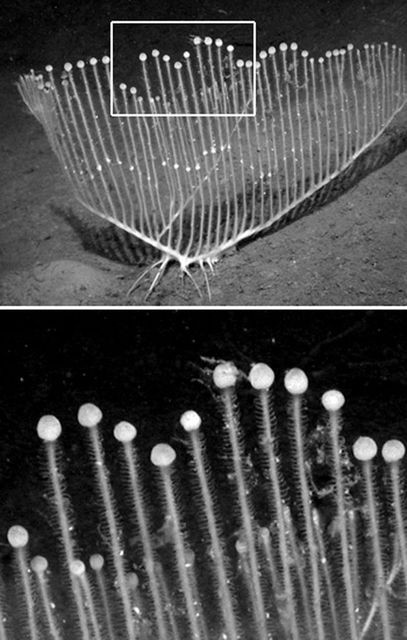 生物 水深3300メートルの海底から 新種の肉食の海綿生物 コンドロクラディア リラ が発見される 米カリフォルニア サマリー速報