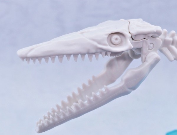 限定特価 化石 化石 モササウルス 顎 恐竜 爬虫類 超可爱 美術品 