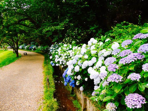 紫陽花 見納め はままつフラワーパーク 浜田省吾 紫陽花のうた Free Flight