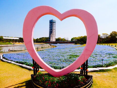 Flour ネモフィラ 満開の浜名湖ガーデン パーク Sade The Sweetest Taboo Free Flight