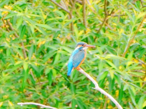 佐鳴湖から実家の草むしりしました 平井 大 Slow Easy Free Flight