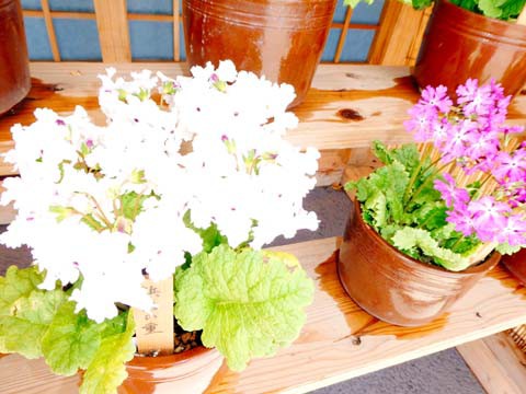 サクラソウ 桜草 を見に行ってきました Free Flight