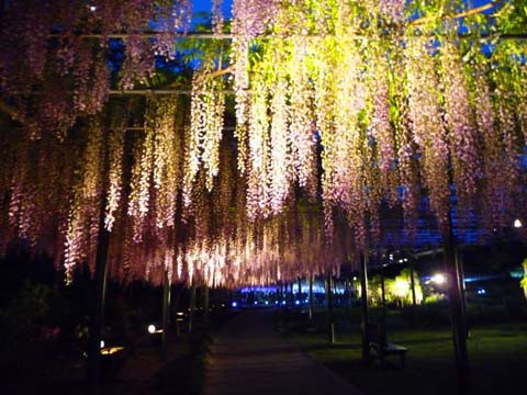 藤の花ライトアップに行ってきました はままつフラワーパーク Free Flight