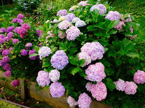 紫陽花 見納め はままつフラワーパーク 浜田省吾 紫陽花のうた Free Flight