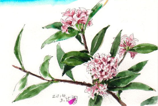 格安saleスタート ボ 沈丁花の花を一枝頂いてきて 絵日記 : 新・サンデーKUぼちぼち 絵画