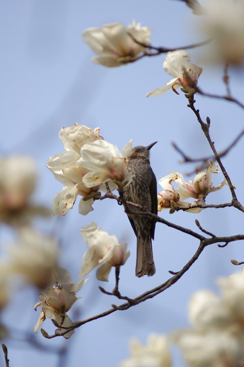 花を食べる鳥 Sunnyday Blog