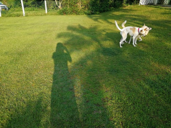 沖縄県恩納村の 犬走る茶屋 で犬が走りました ペットホテルもおすすめ 沖縄でスローに犬と暮らすログ