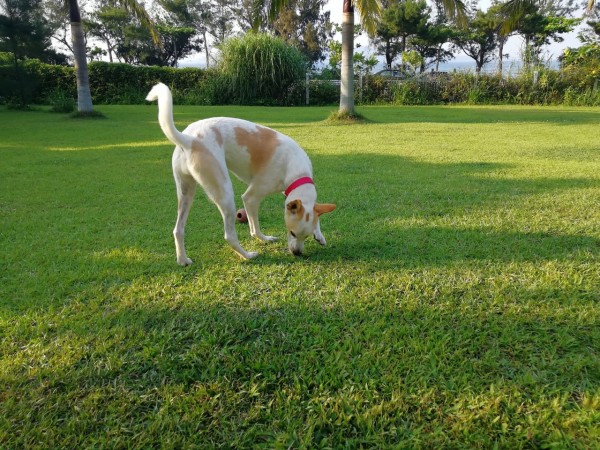 沖縄県恩納村の 犬走る茶屋 で犬が走りました ペットホテルもおすすめ 沖縄でスローに犬と暮らすログ