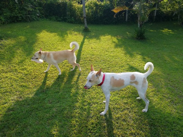 沖縄県恩納村の 犬走る茶屋 で犬が走りました ペットホテルもおすすめ 沖縄でスローに犬と暮らすログ