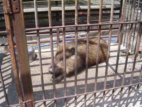 猪って飼えるんだ アグレッシブ的人生論