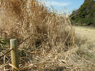 原っぱの近況 拡大から４年目の冬に 武蔵野茅原組合 告知板