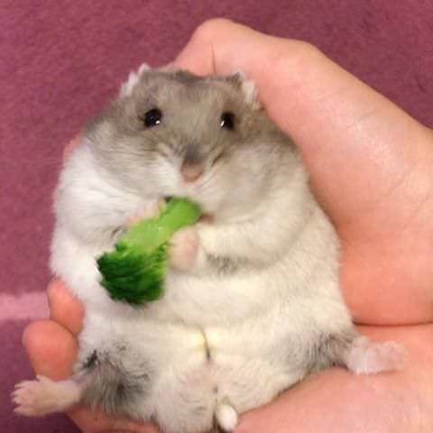 悲報 ワイのハムスター 太りすぎてハウスにハマって出られない 気になるニュースまとめっち