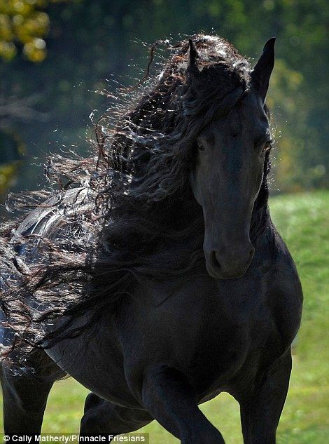 速報 世界一カッコイイ馬がコレ これがリアル黒王号 気になるニュースまとめっち