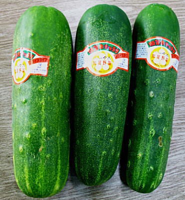 加賀太胡瓜 かかぶときゅうり スタンツ通信 いきいき のびのび でっかい子