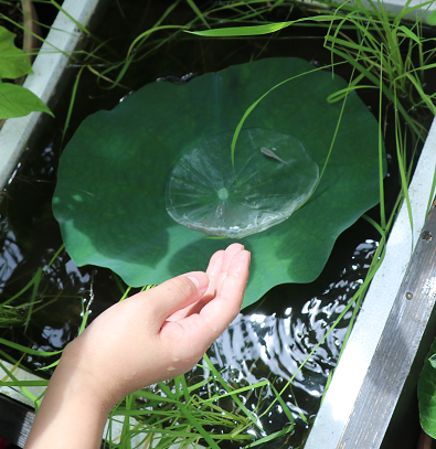 さつきとトトロが出会うシーンでトトロが雨よけに頭にのせていた里芋の葉のように葉っぱを傘にして遊んでみる 小学生 絵筆ちゃんのblog