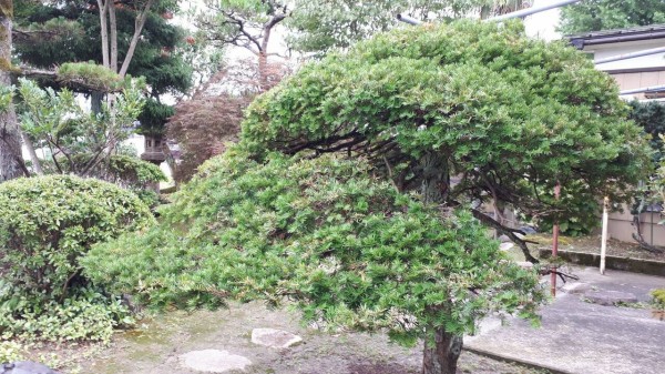 夏の終わり 日々是好日