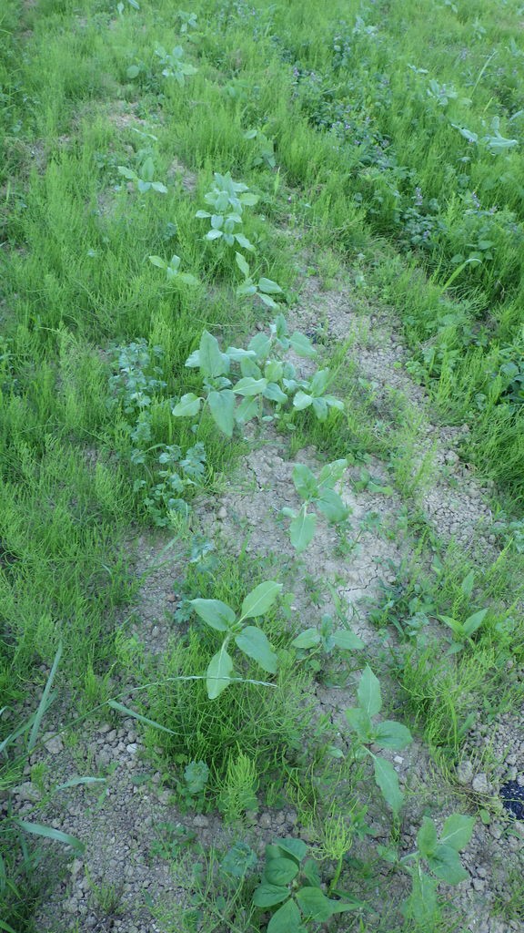 ひまわりが生えている周りには雑草が少ない アレロパシー 野菜作り失敗の傾向と対策