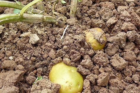 ジャガイモが緑色っぽい 野菜作り失敗の傾向と対策