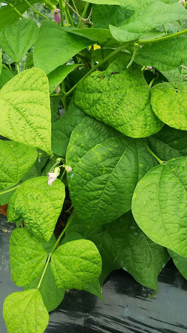 インゲンの葉が縮れて葉色がまだらになる 野菜作り失敗の傾向と対策