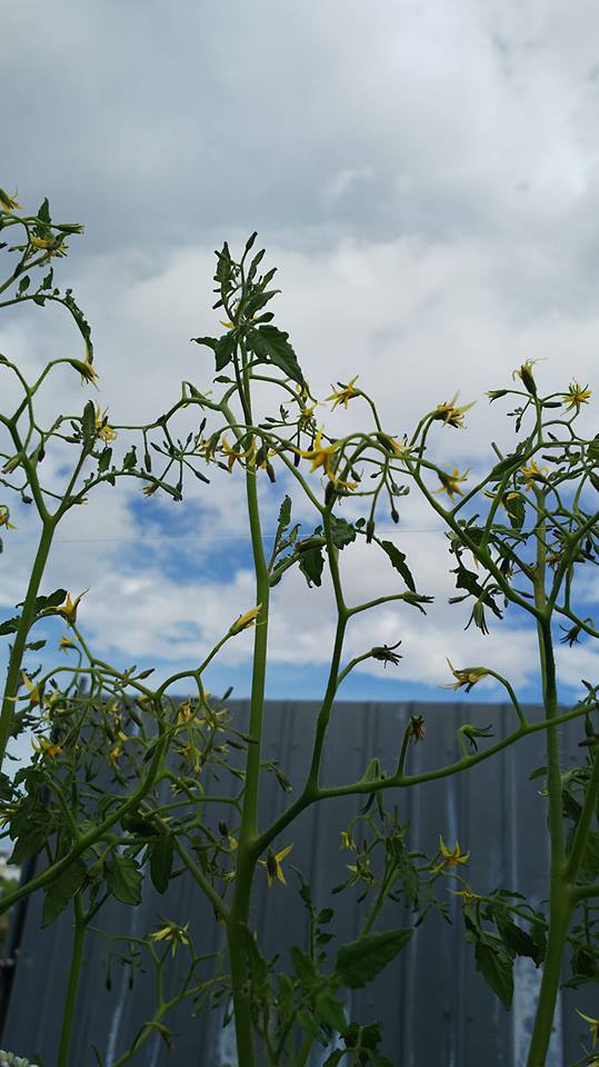トマトの茎が細くなる 野菜作り失敗の傾向と対策