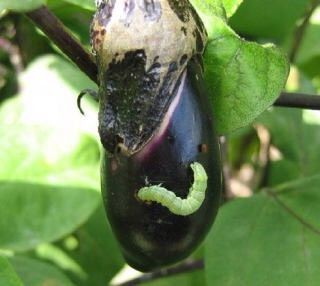 ナスの実に穴があく 野菜作り失敗の傾向と対策