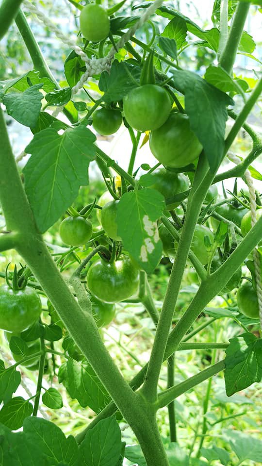 トマトの実に穴が開く 野菜作り失敗の傾向と対策