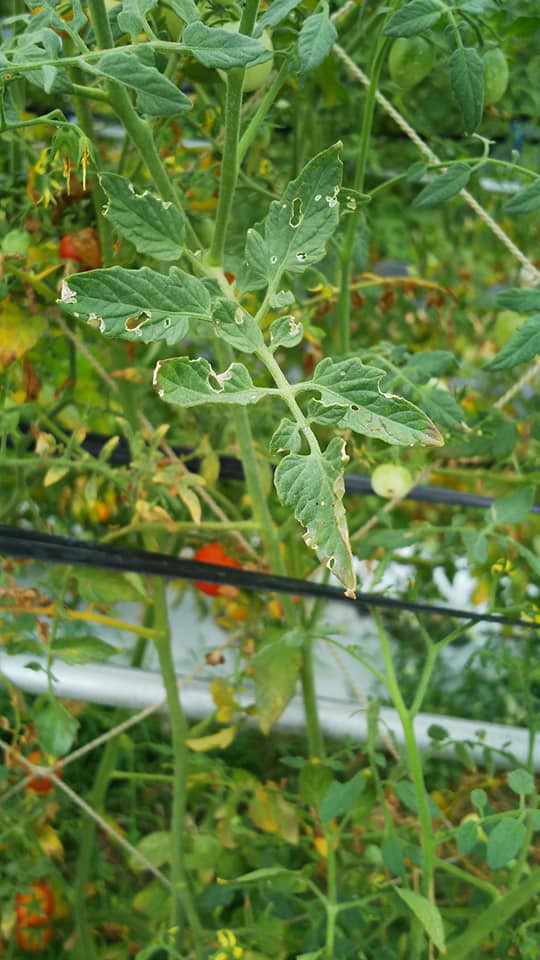 トマトの葉に穴が開く 野菜作り失敗の傾向と対策