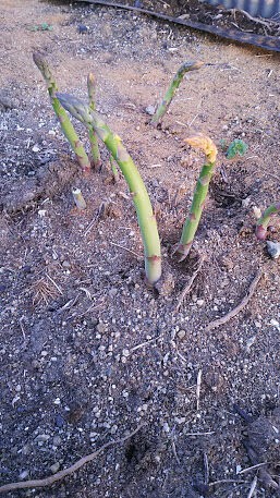 アスパラガスの頭 先端 が曲がる 株元が何かにかじられている 野菜作り失敗の傾向と対策 アスパラガスの頭 先端 が曲がる 株元が何かにかじられている 野菜作り失敗の傾向と対策