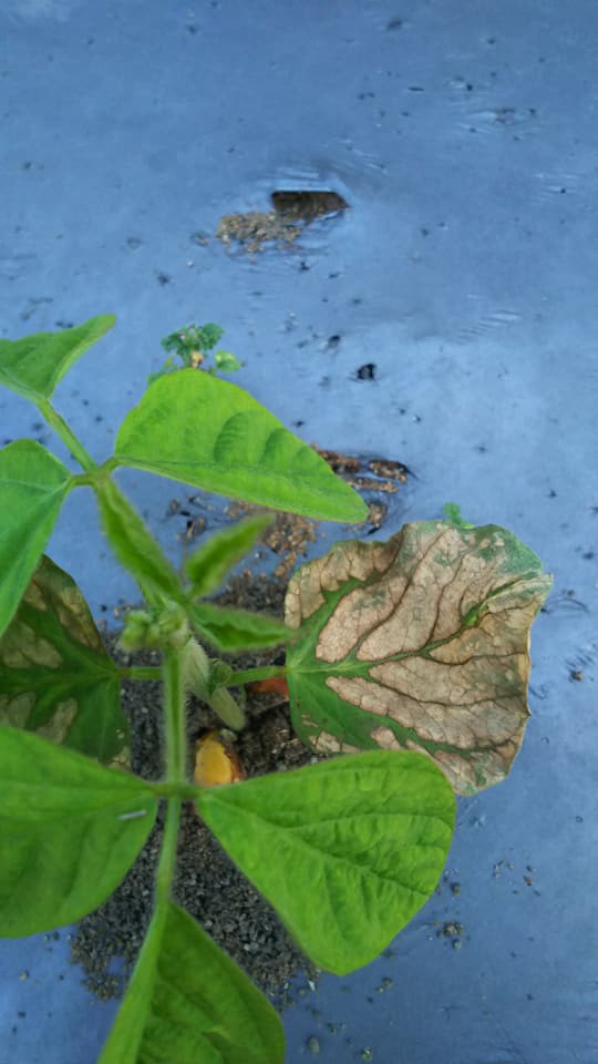 エダマメの下葉が急にしおれて 焦げたように枯れる 子葉が落ちる 野菜作り失敗の傾向と対策