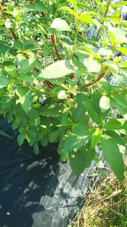 オクラやモロヘイヤがネバネバの理由 野菜作り失敗の傾向と対策