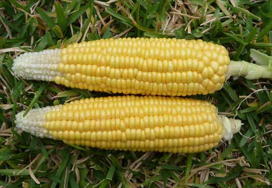 スイートコーンの実の先端に実がついていない 野菜作り失敗の傾向と対策
