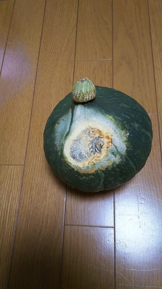 かぼちゃが白くなる 野菜作り失敗の傾向と対策