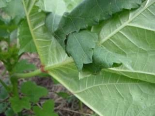 オクラの葉っぱが穴だらけになる 野菜作り失敗の傾向と対策
