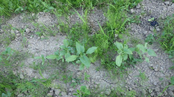 ひまわりが生えている周りには雑草が少ない アレロパシー 野菜作り失敗の傾向と対策