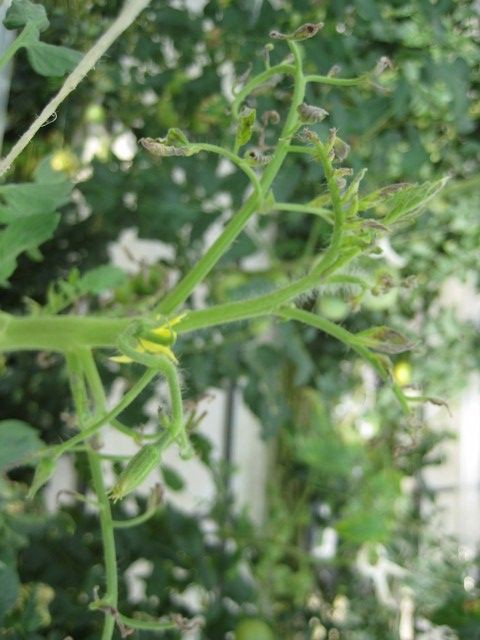 要素欠乏の見分け方 野菜作り失敗の傾向と対策