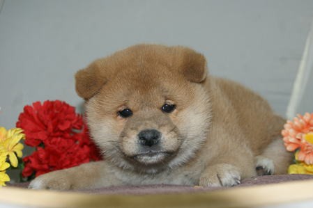 人気犬種 柴犬販売中 ペットショップ子犬 名取市 柴田町 宮城県 ペットショップ鈴花