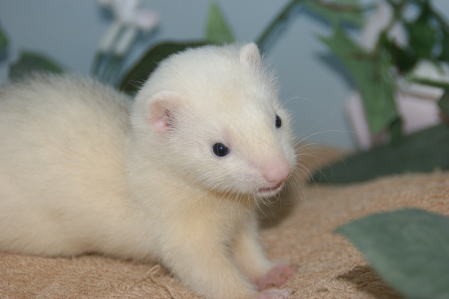 カナディアンフェレット 可愛い小動物大集合 ペットショップ宮城 白石市 蔵王町 夏限定ペットセール開催中 宮城県 ペットショップ鈴花 カナディアンフェレット 可愛い小動物大集合 ペットショップ宮城 白石市 蔵王町 夏限定ペットセール開催中 宮城県 ペットショップ鈴花