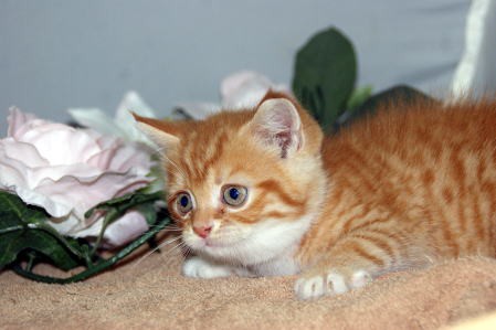 スコティッシュフォールド 可愛い丸顔猫種 ペットショップ子猫 角田市 丸森町 宮城県 ペットショップ鈴花