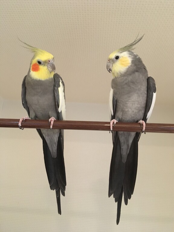 令和２年１月 インコ帝国フォト オカメ ズ ナンダカンダいっちゃ え っ