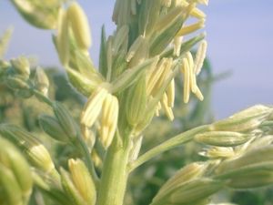 トウモロコシの花が咲いています 虎岩旬菜園