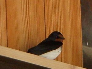 廃油でヘビよけ ツバメの子育て応援中 虎岩旬菜園