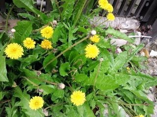 花の持つ力 しゃれ文字gallery