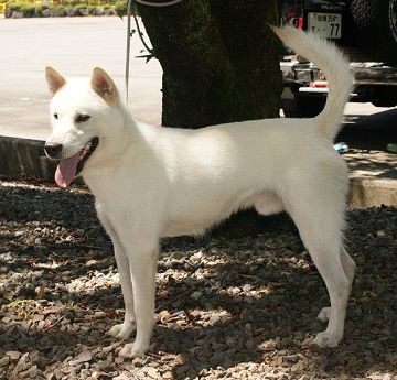 紀州犬のオス犬１歳２か月の記念撮影です ８月のお盆に撮影しました 差尾の紀州犬です 新しい森の生活 新しい山麓生活 東京近郷の新しい田舎暮らし物語