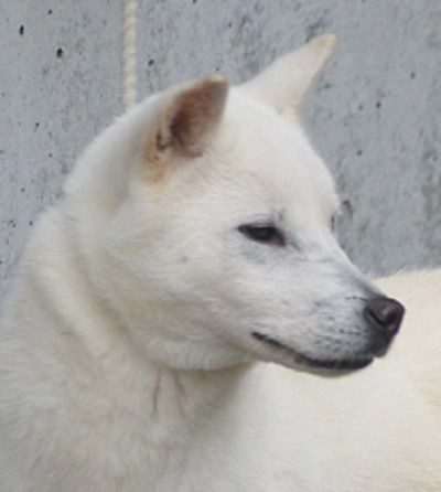 紀州犬は美しい 紀州犬の里親探し ６万円 紀州犬白メス１歳半 直ぐ渡せます 新しい森の生活 新しい山麓生活 東京近郷の新しい田舎暮らし物語