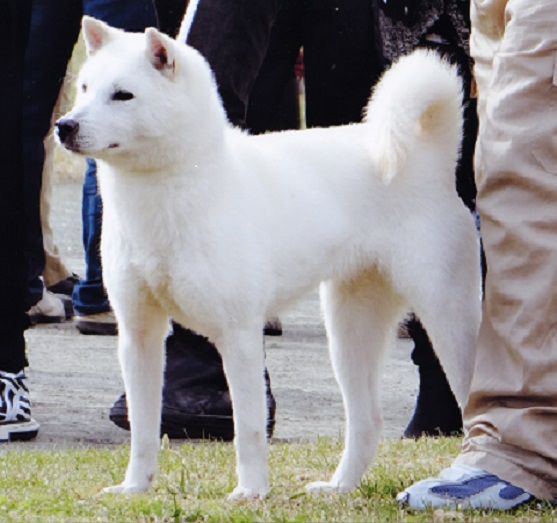 紀州犬メス犬五歳の記念撮影とやんちゃな姿 飼い主が旅先でオヤツで釣って遊びます 新しい森の生活 新しい山麓生活 東京近郷の新しい田舎暮らし物語