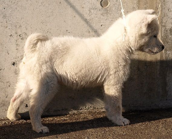 特別価格です 紀州犬の子犬 白 オス 14年11月25日生まれ オスの子犬です 新しい森の生活 新しい山麓生活 東京近郷の新しい田舎暮らし物語
