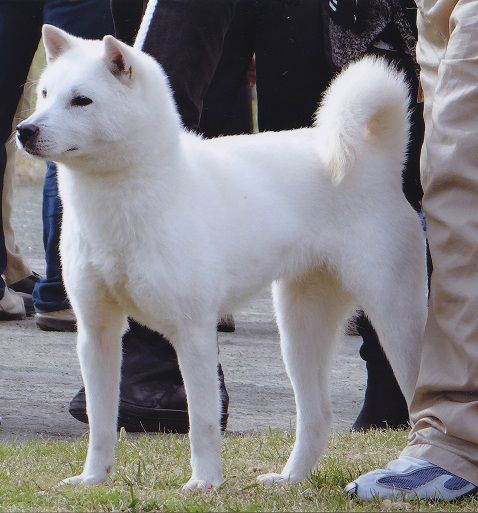 紀州犬は美しい 里親を募集しております 紀州犬の子犬 白 メス １歳半 ６万円 新しい森の生活 新しい山麓生活 東京近郷の新しい田舎暮らし物語