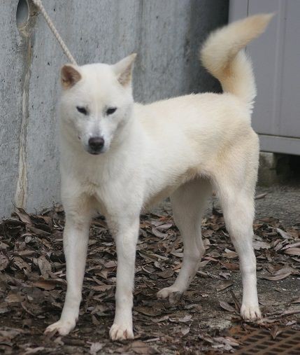 紀州犬里親探し 紀州犬の子犬 白 メス １歳半 ６万円 直ぐ渡せます 新しい森の生活 新しい山麓生活 東京近郷の新しい田舎暮らし物語