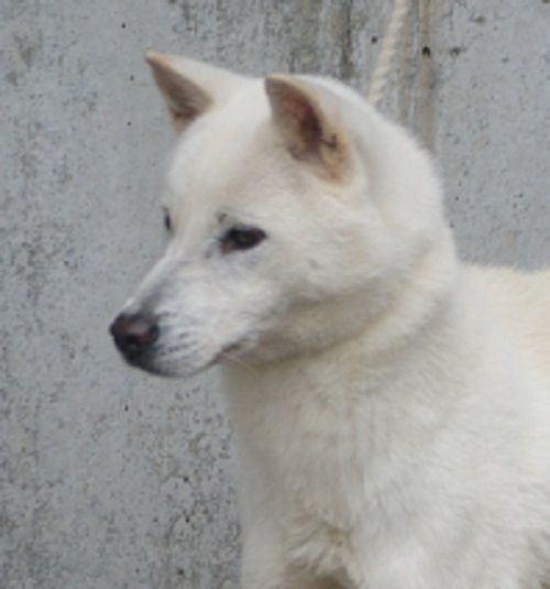 紀州犬は美しい 紀州犬の里親探し ６万円 紀州犬白メス１歳半 直ぐ渡せます 新しい森の生活 新しい山麓生活 東京近郷の新しい田舎暮らし物語