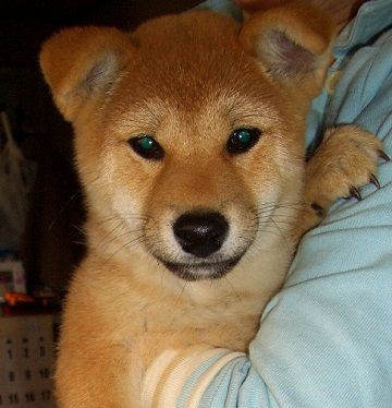 柴犬の子犬 赤毛 茶 メス 15年８月５日生まれ 5万円 連絡先横田俊英携帯090 5580 26 新しい森の生活 新しい山麓生活 東京近郷の新しい田舎暮らし物語
